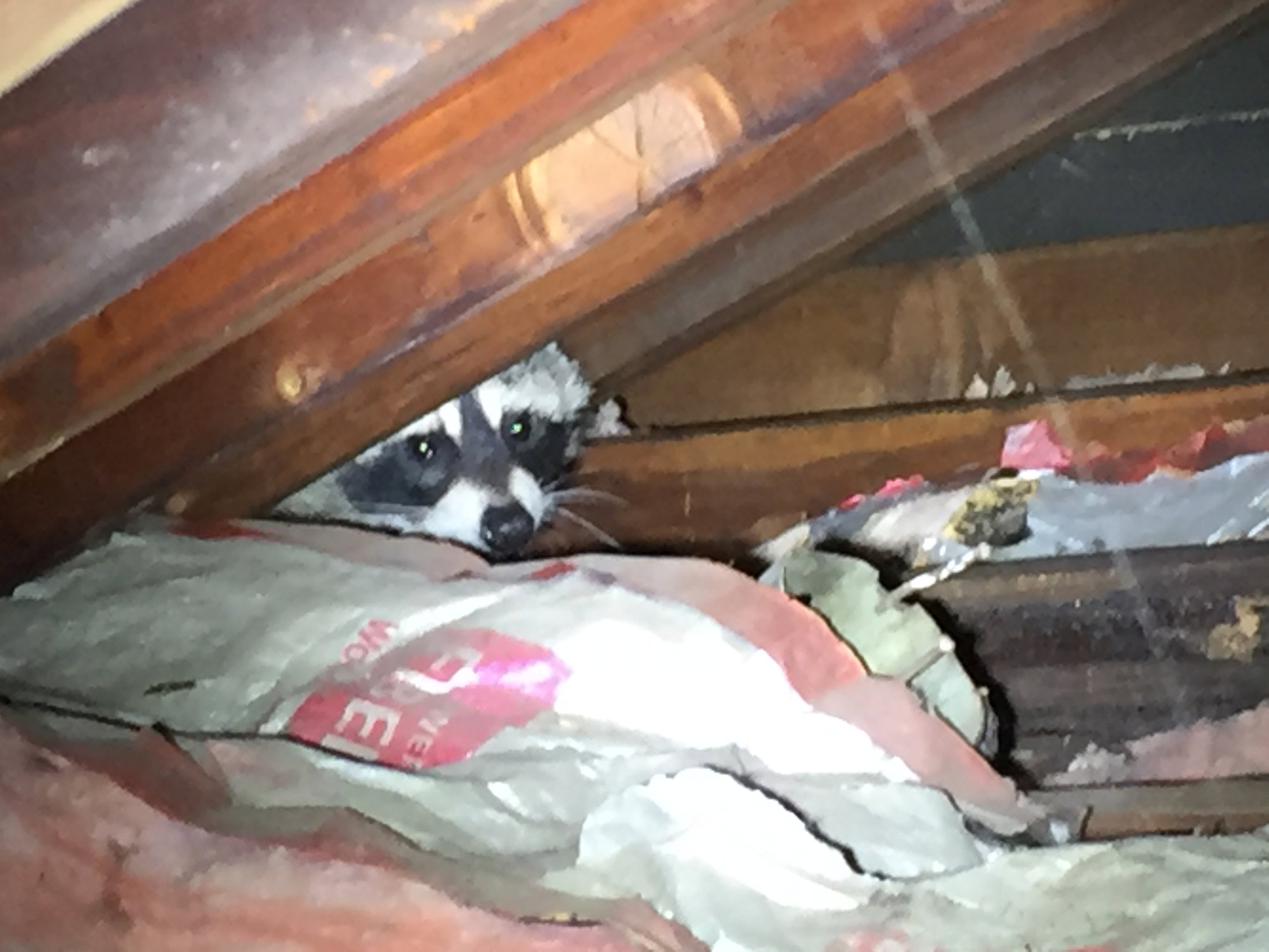 Preventing Animals From Entering Your Attic - Newnam Restoration