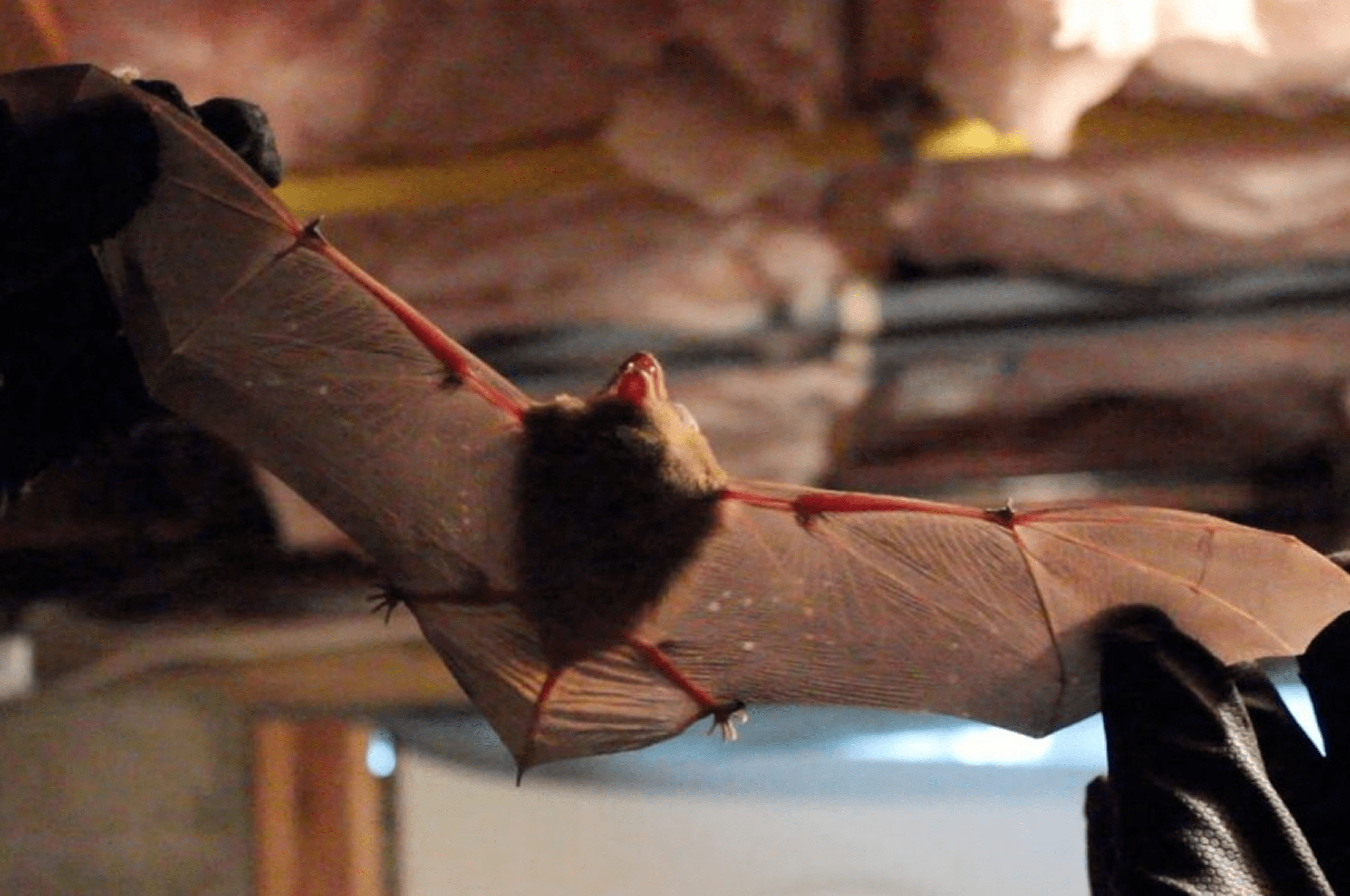 Little Brown Bats (Myotis lucifugus)
