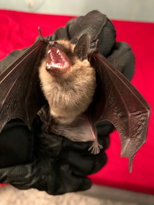 Bat