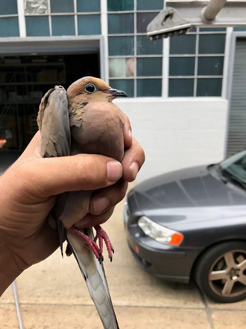 Dove