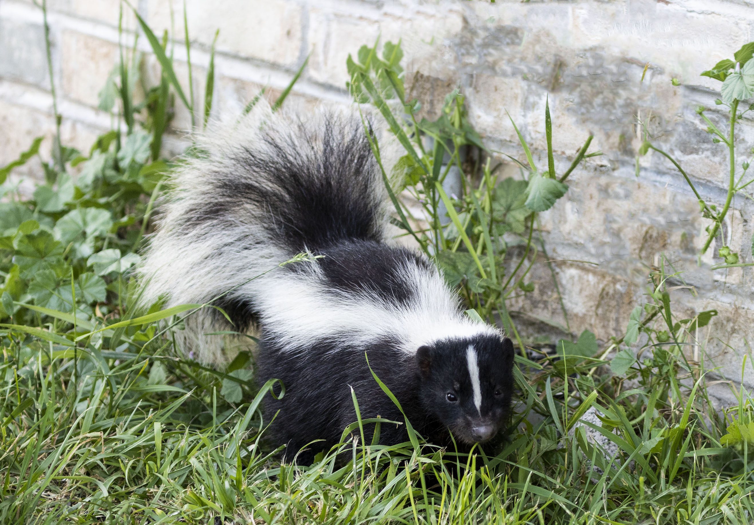 Skunk exploring garden area