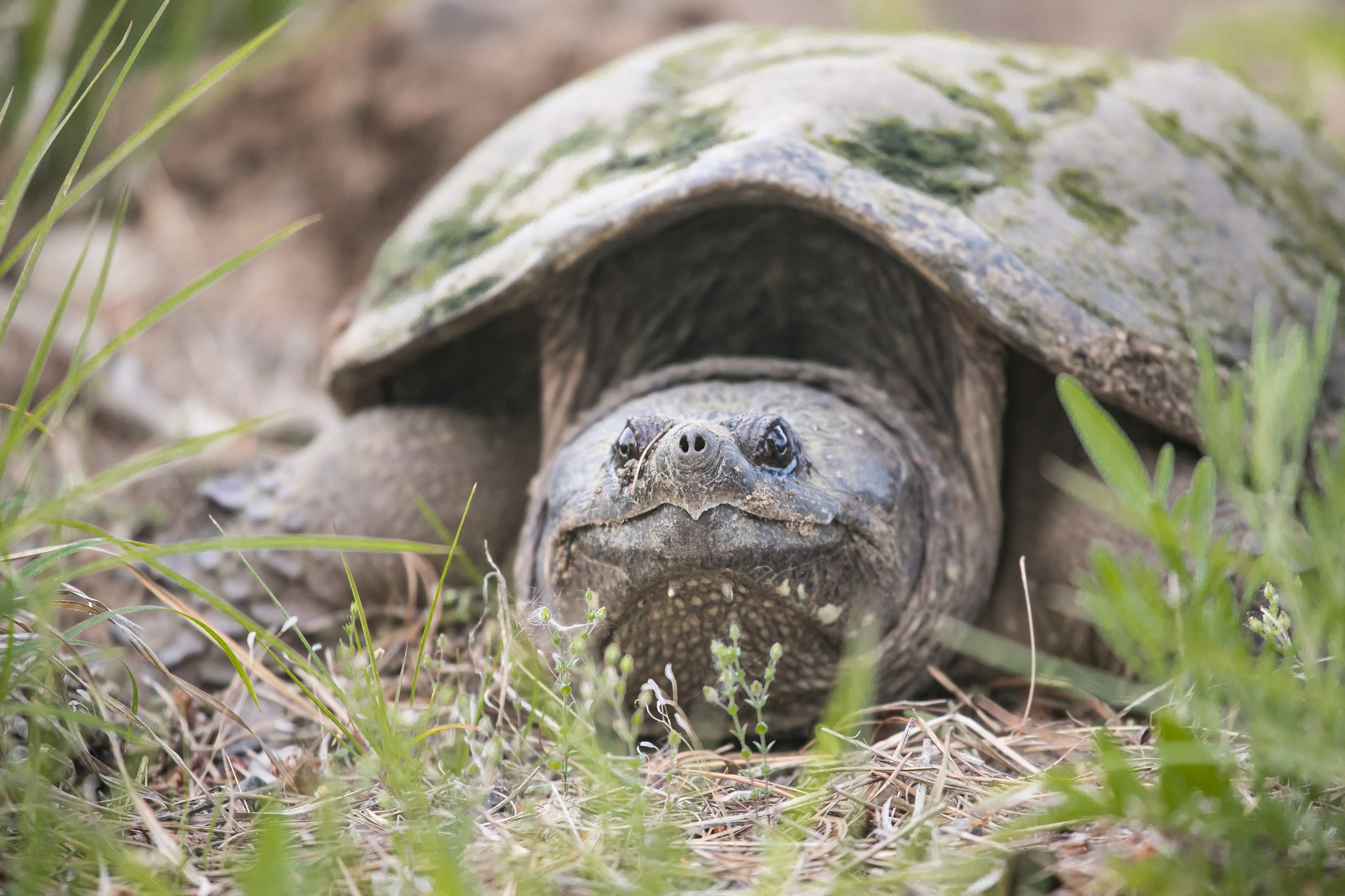 Common Snapping Turtle (Chelydra Serpentina)