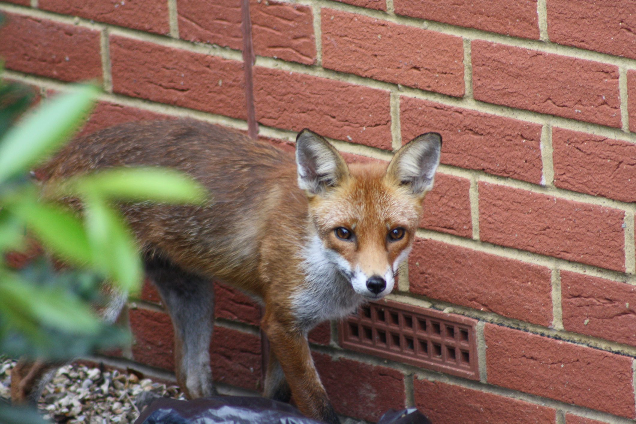 Fox standing near brick wall