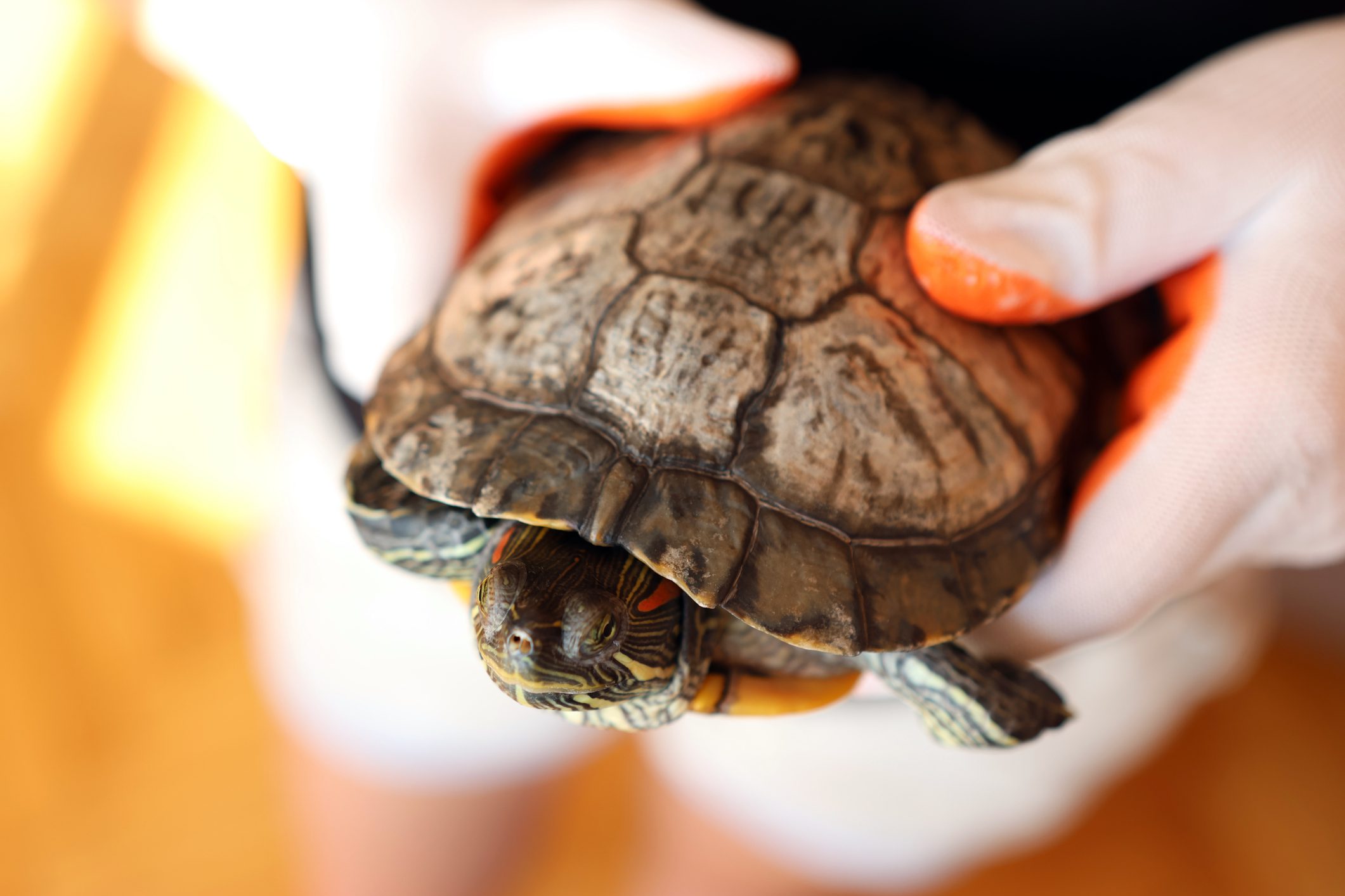 Person holding turtle with orange gloves