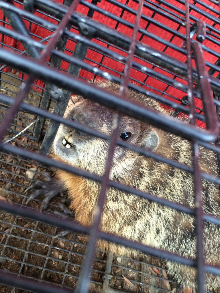 Groundhog looking out from enclosure