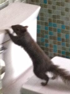 Squirrel on toilet seat