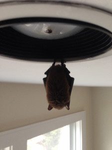 Bat resting in light fixture