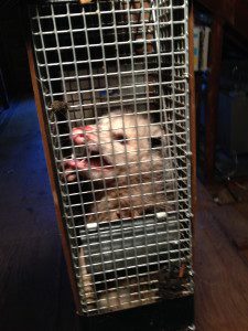 Animal in cage with open mouth
