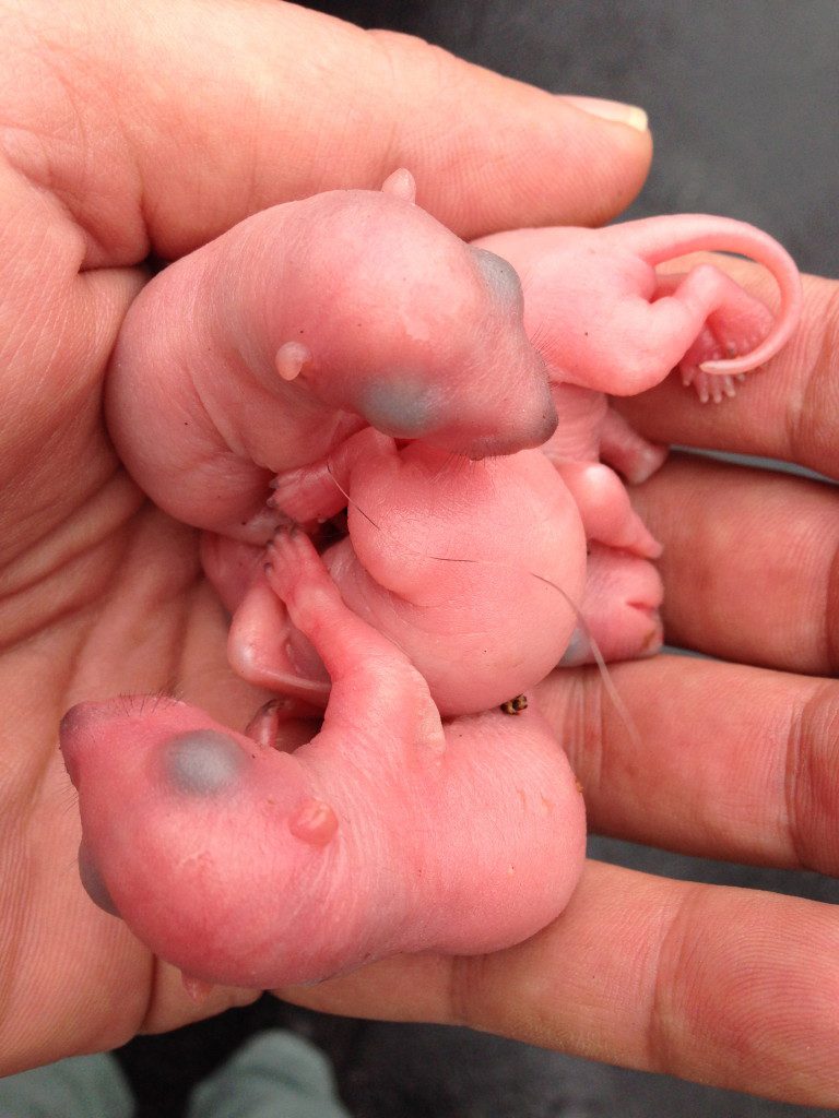 Tiny baby rodents cuddling together