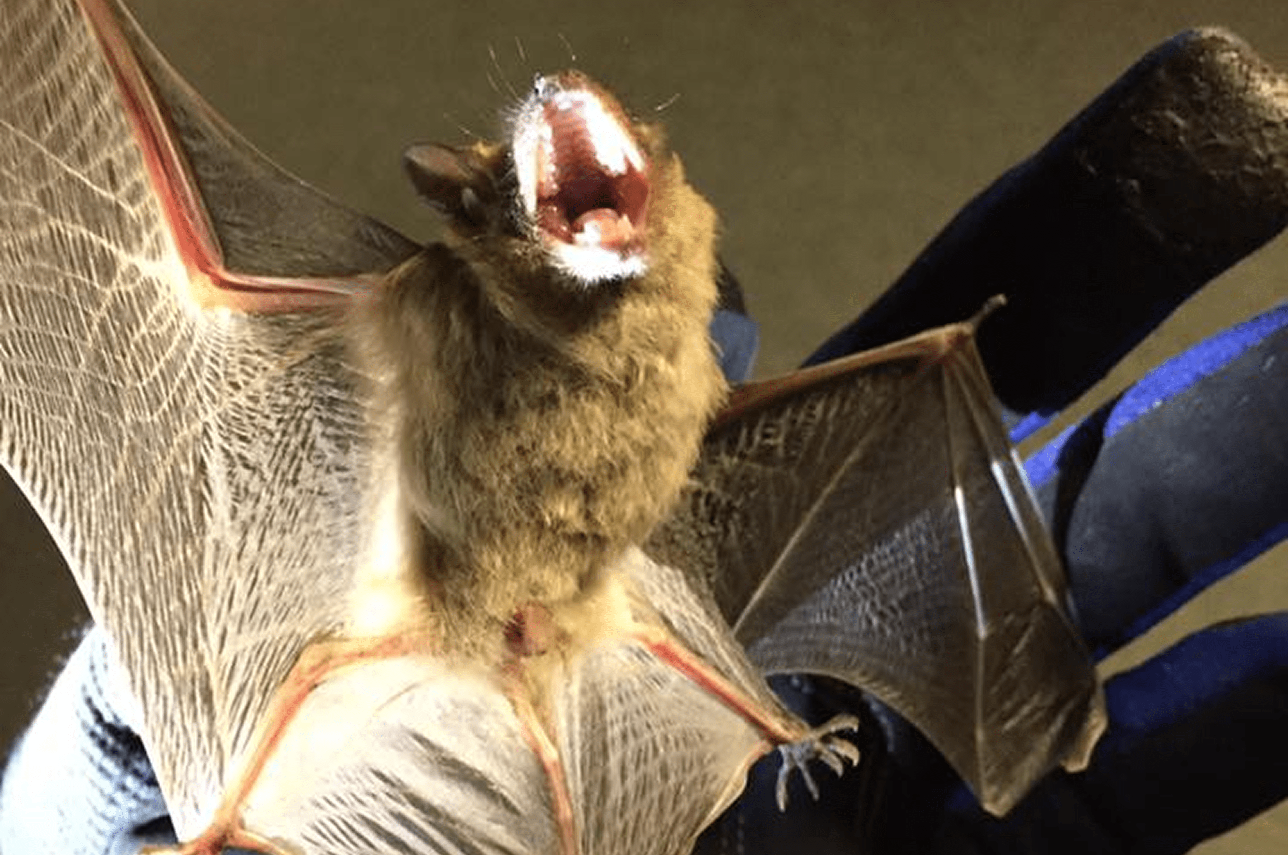 Open-mouthed bat on glove
