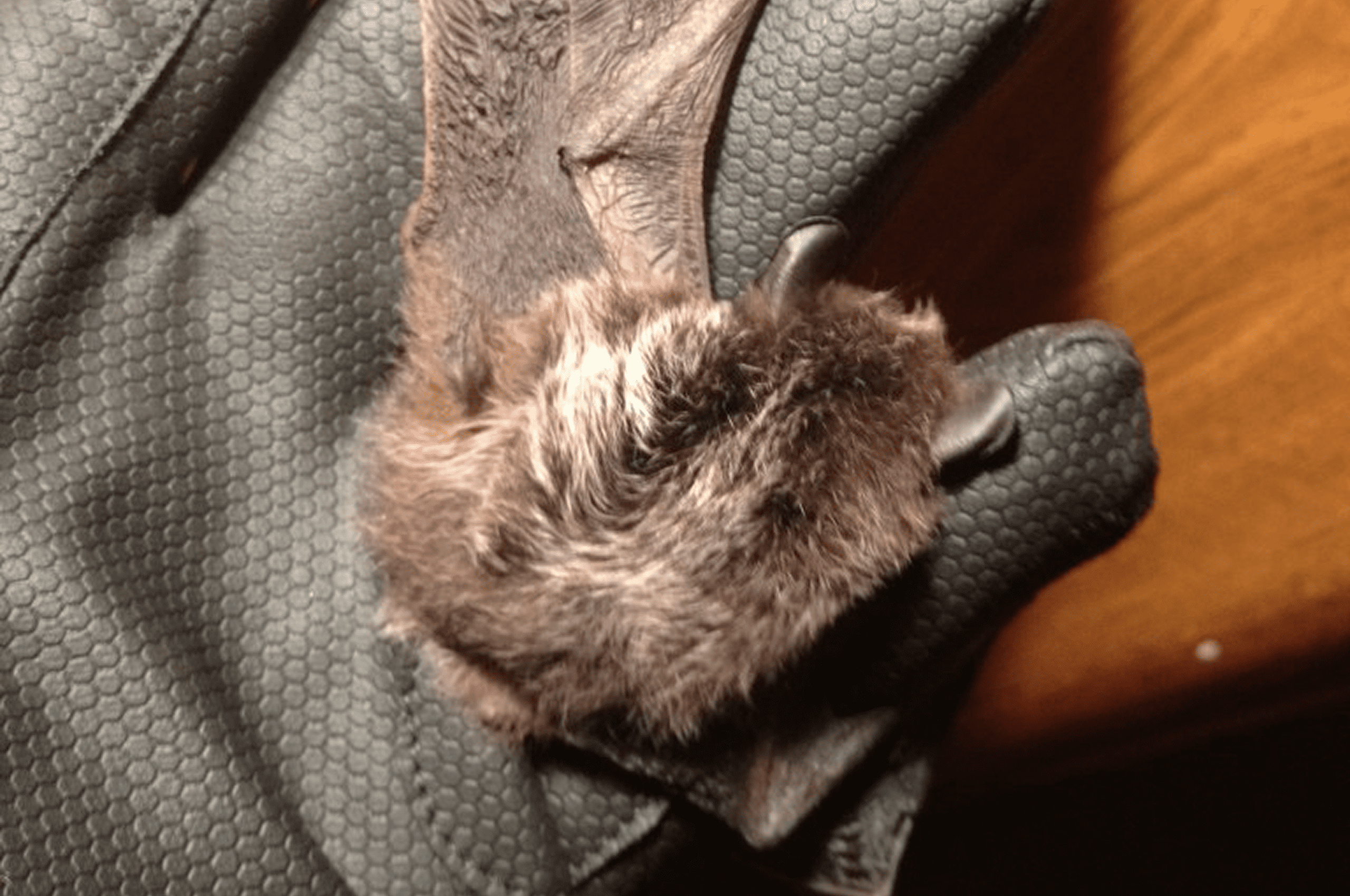 Silver-Haired Bats (Lasionycteris Noctivagans)