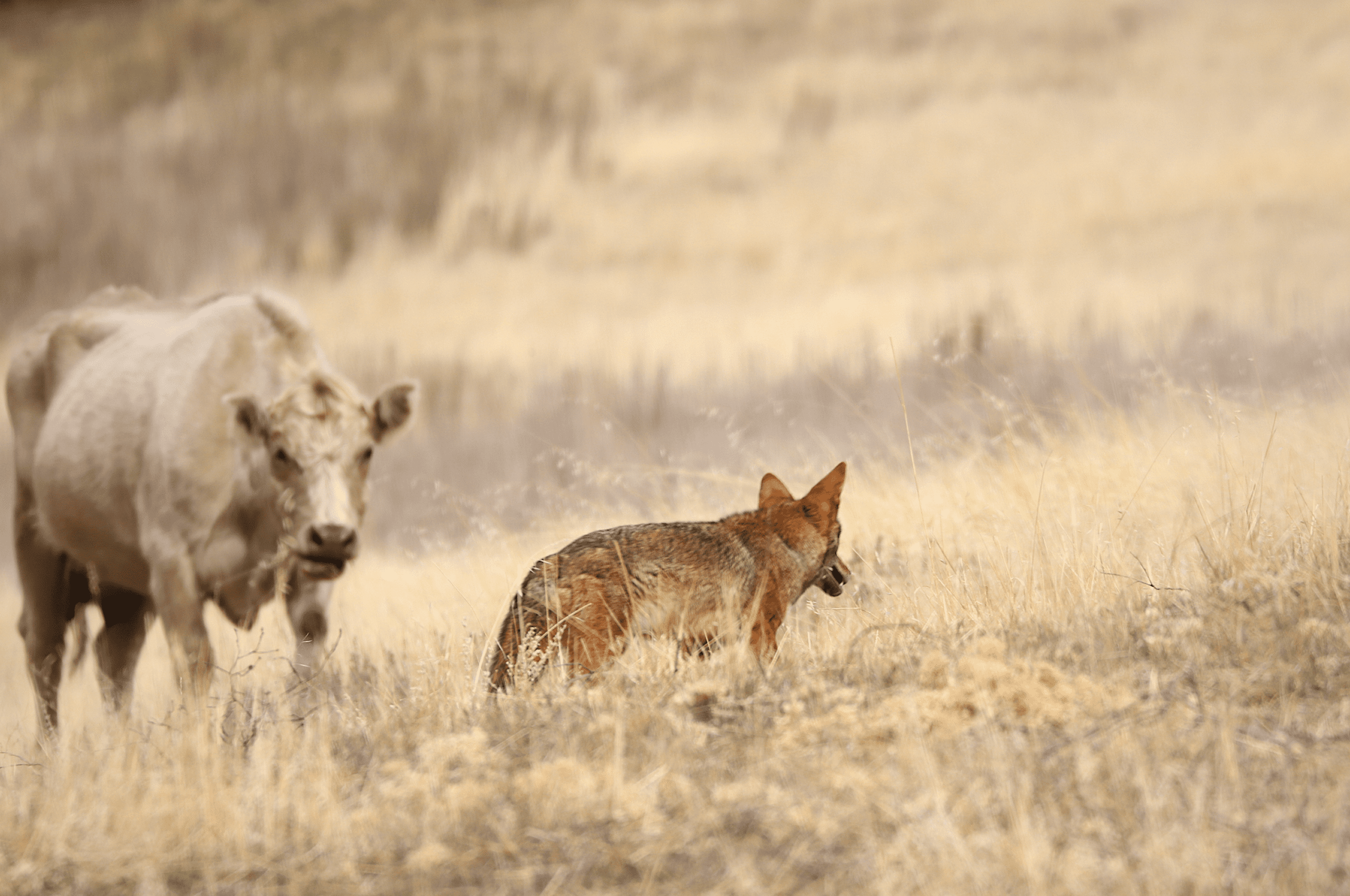 Coyote walking near cow in meadow