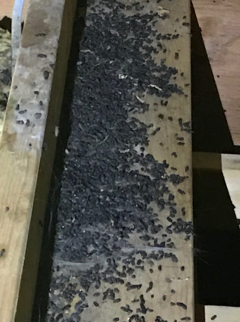 Dark pellets scattered on wood