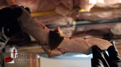 Gloved hands holding a bat indoors