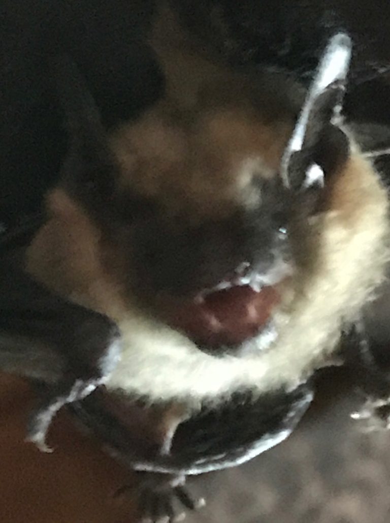 Dark-furred bat face