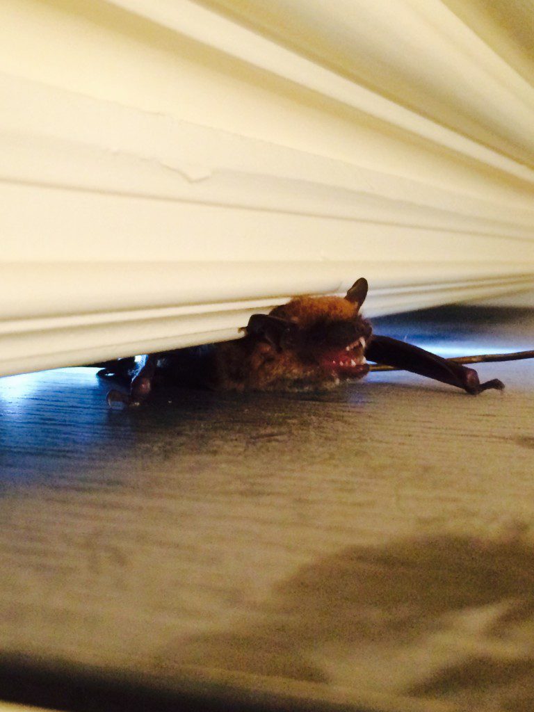 Bat peeking under a door