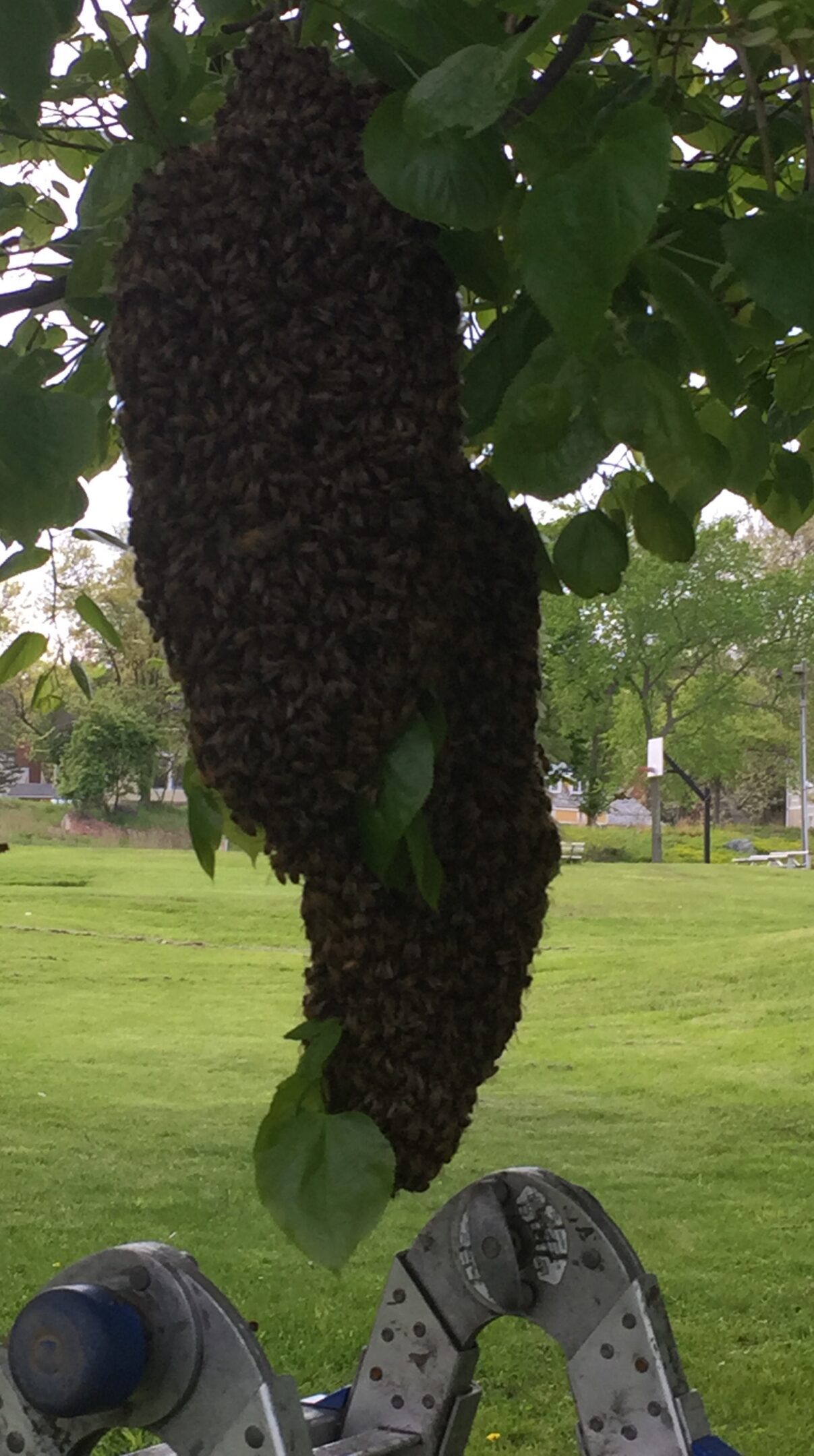 Bee swarm hanging from tree branch