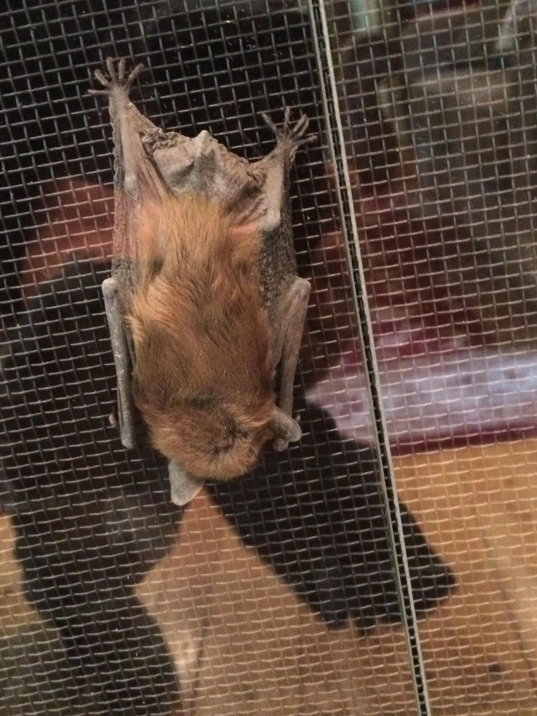 Bat hanging on window screen
