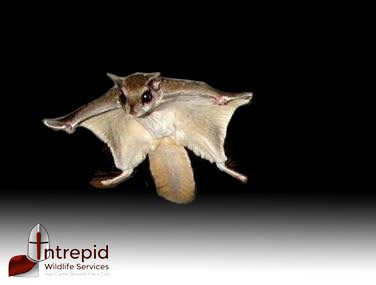 Flying squirrel in mid-air
