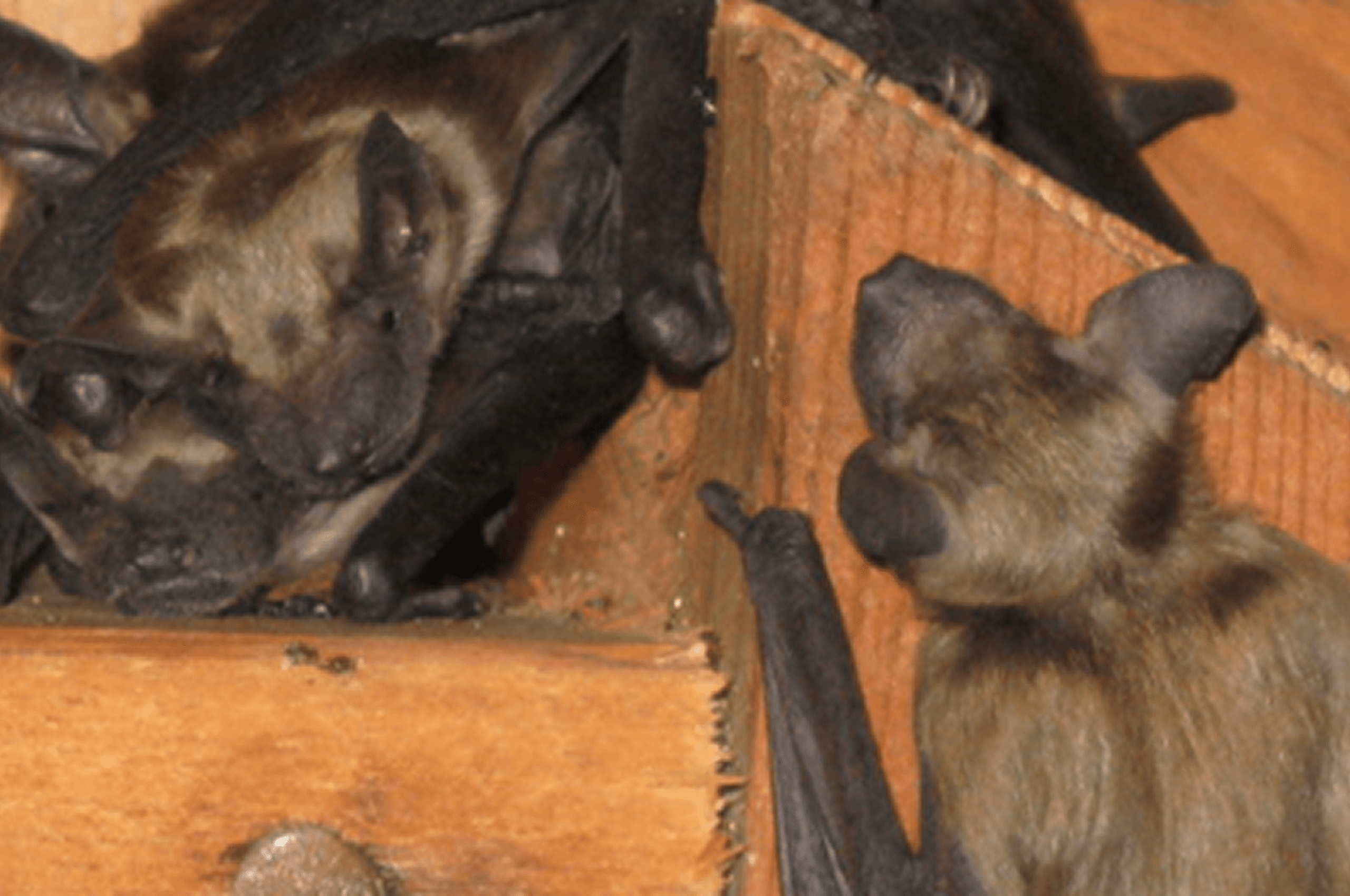 Big Brown Bats (Eptesicus Fuscus)