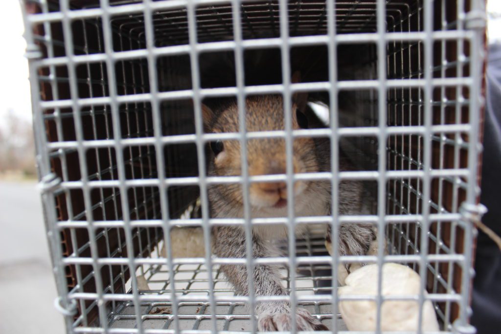 Squirrel inside a metal cage trap
