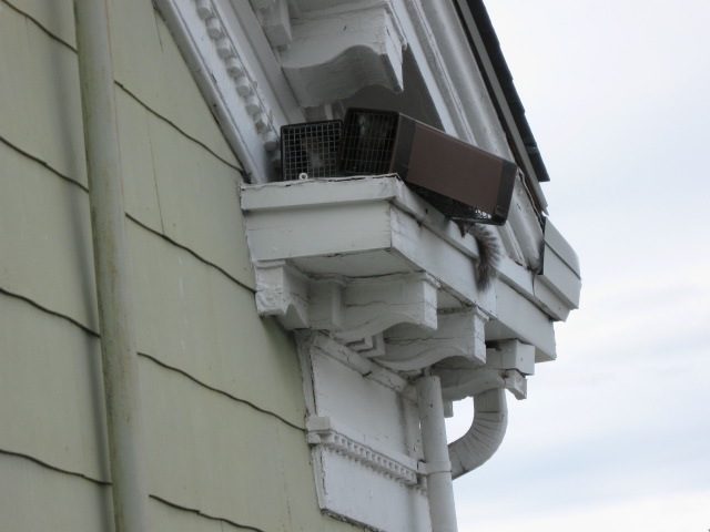 Raccoon sitting on building ledge