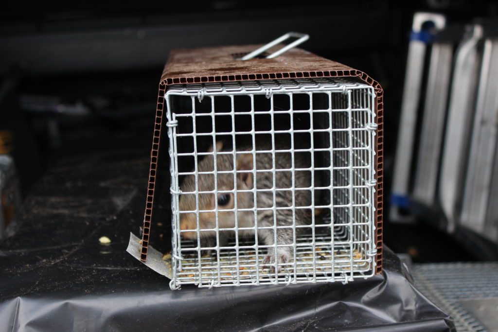Captured squirrel inside trap