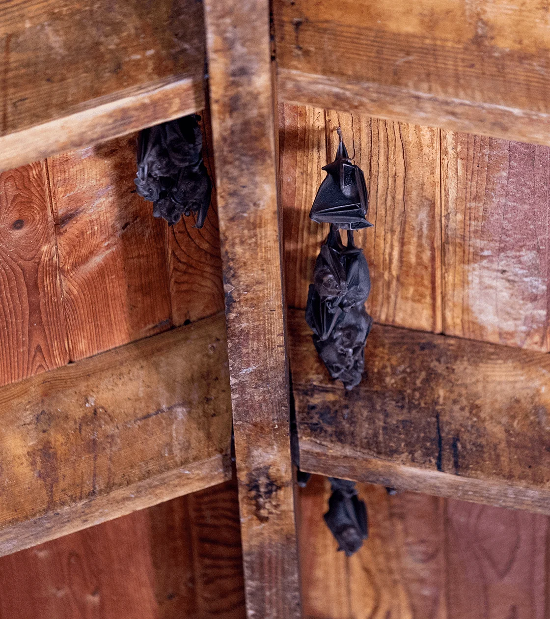 Bats hanging from wooden ceiling