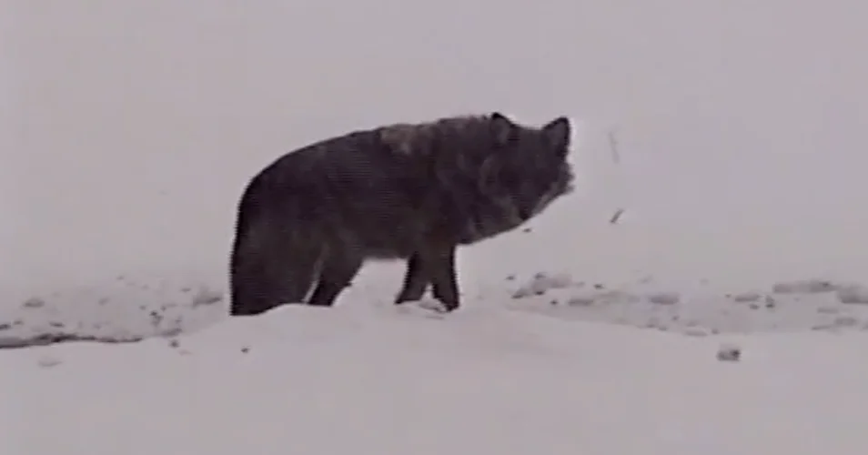 Coyote Prevention