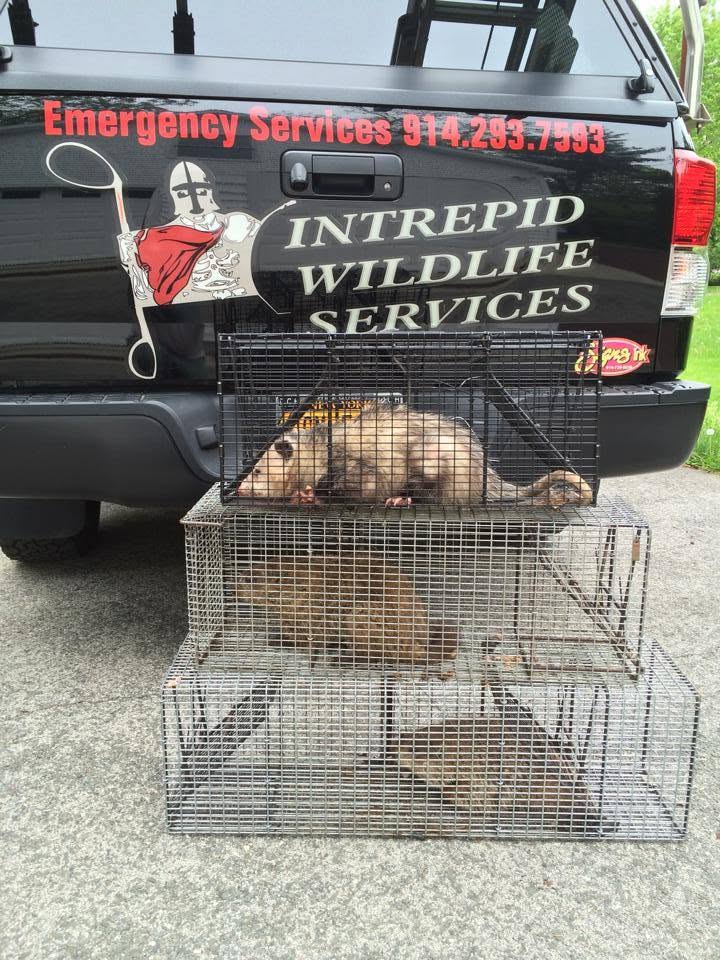 Wildlife removal truck with raccoons in cages