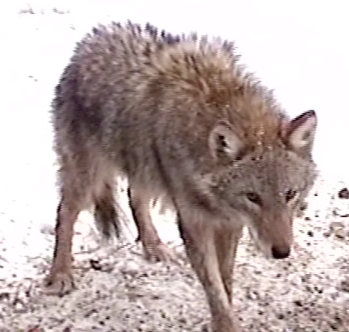 Coyote Removal