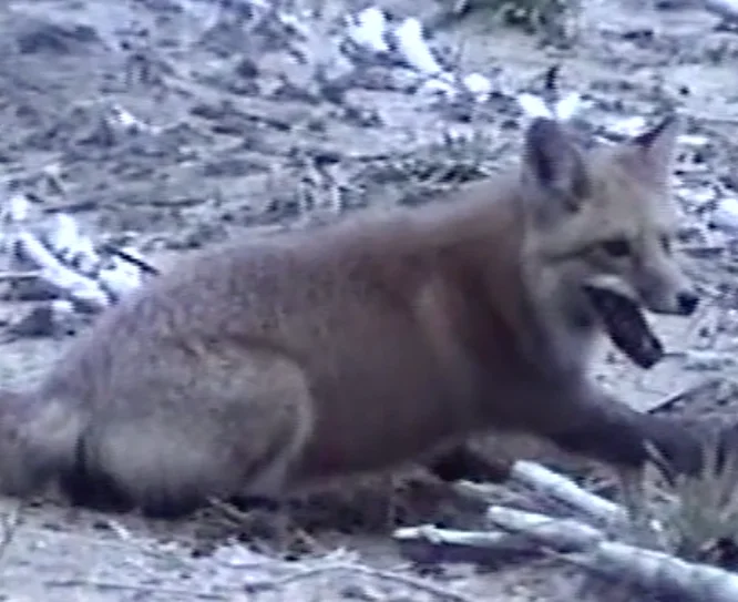 Fox Removal