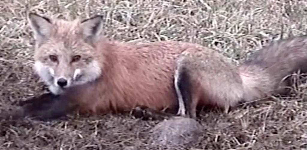 Fox Removal
