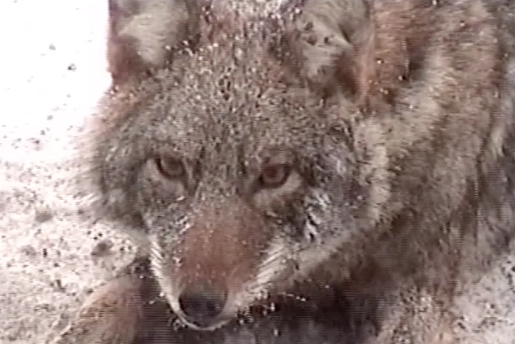 Coyote Removal