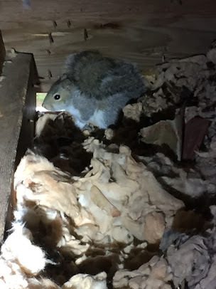 Gray squirrel in attic insulation