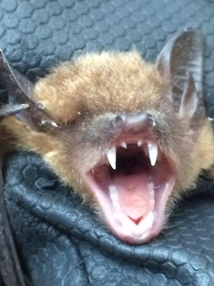 Yawning bat with open mouth and fangs