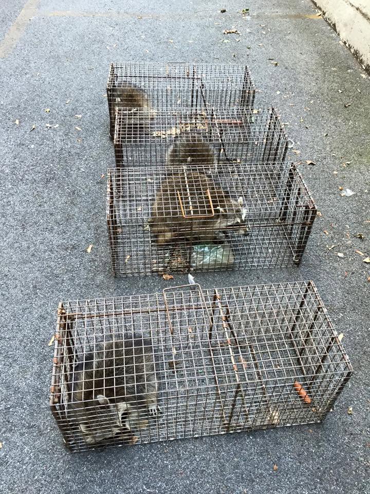 Raccoons in metal live traps