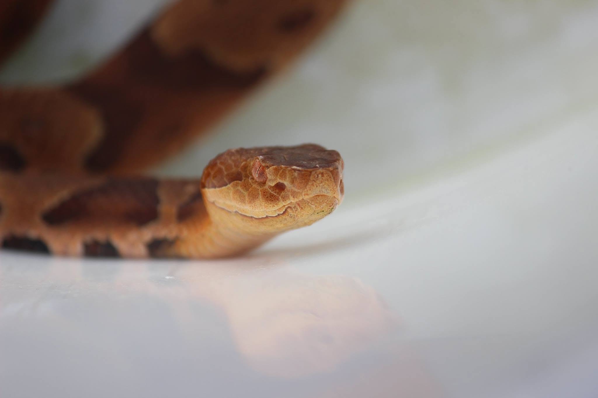 Close-up brown snake head with reflection