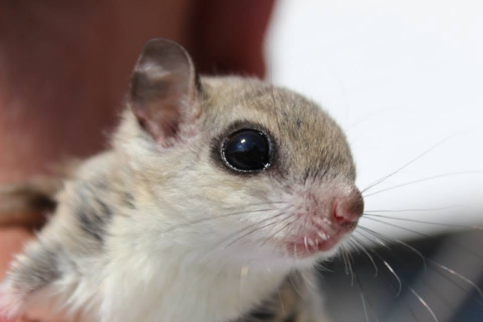Close-up of small rodent with large eye
