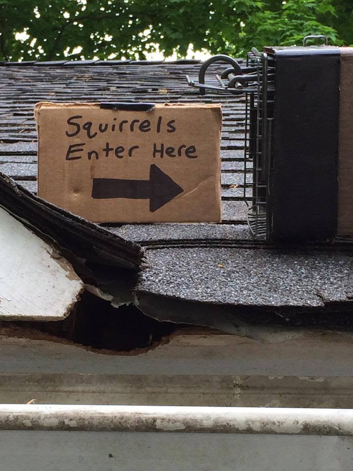 Cardboard sign "Squirrels Enter Here" by hole