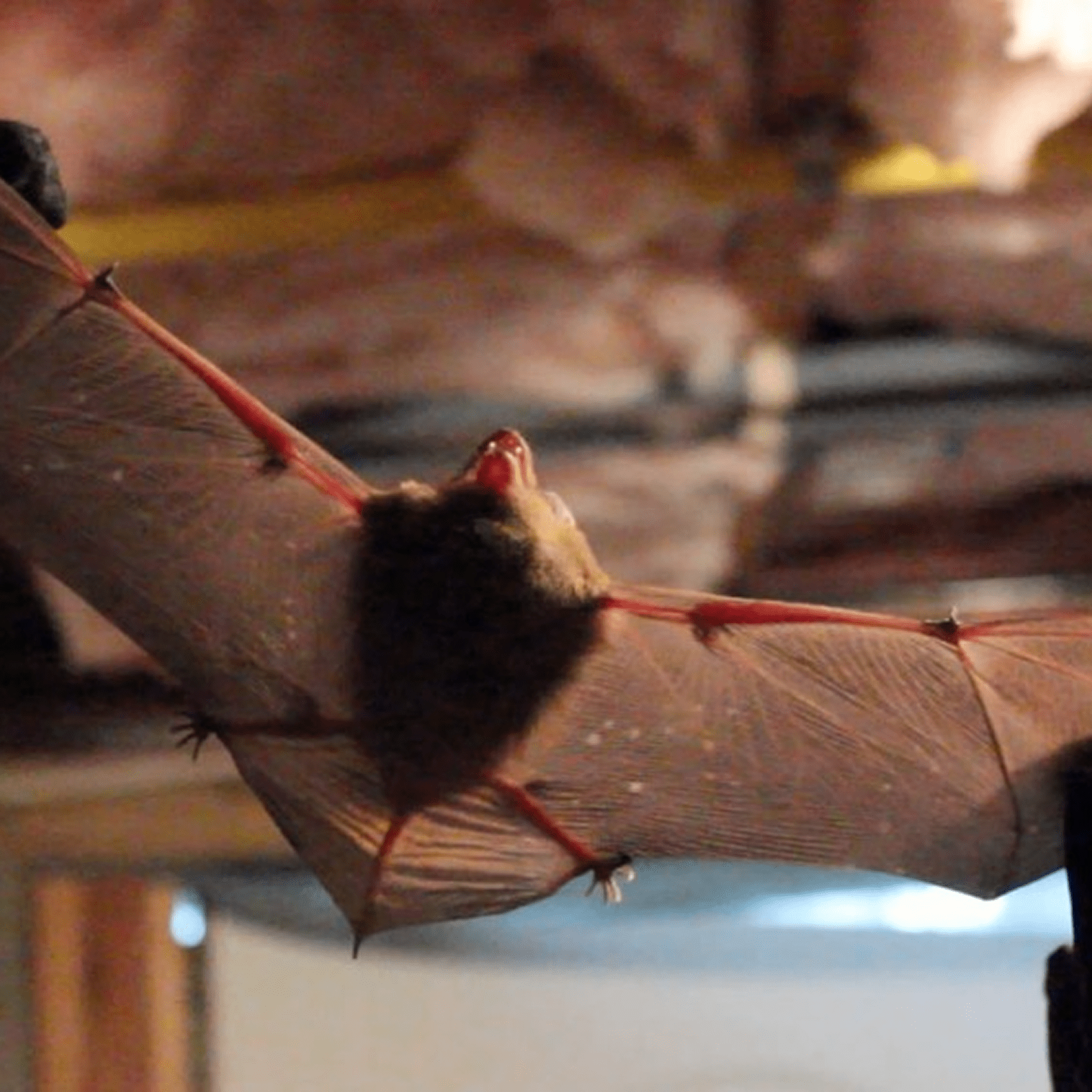 Close-up of bat wings extended