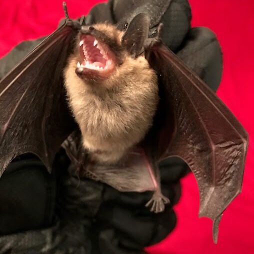 Bat
