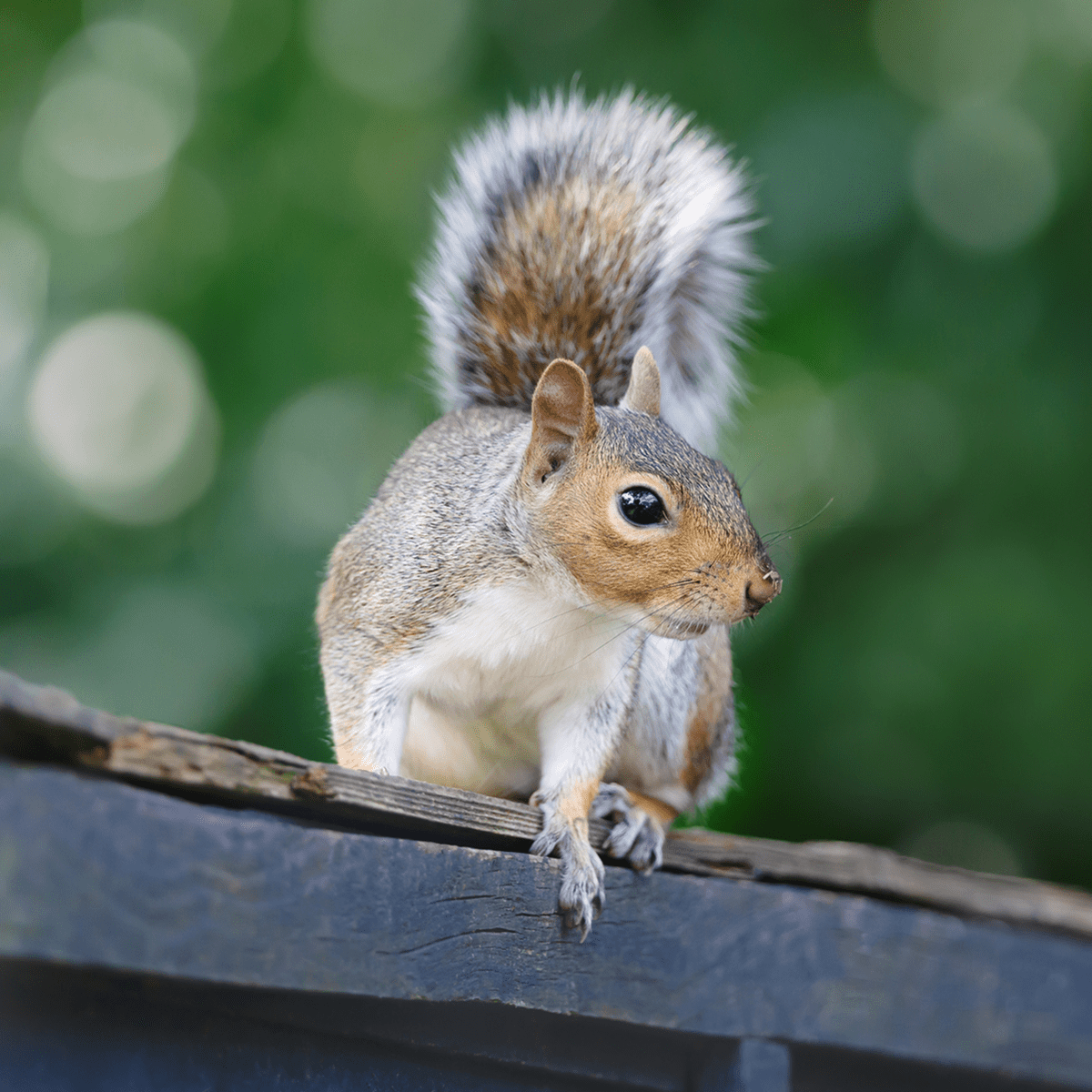 Squirrel looking alert on a fence