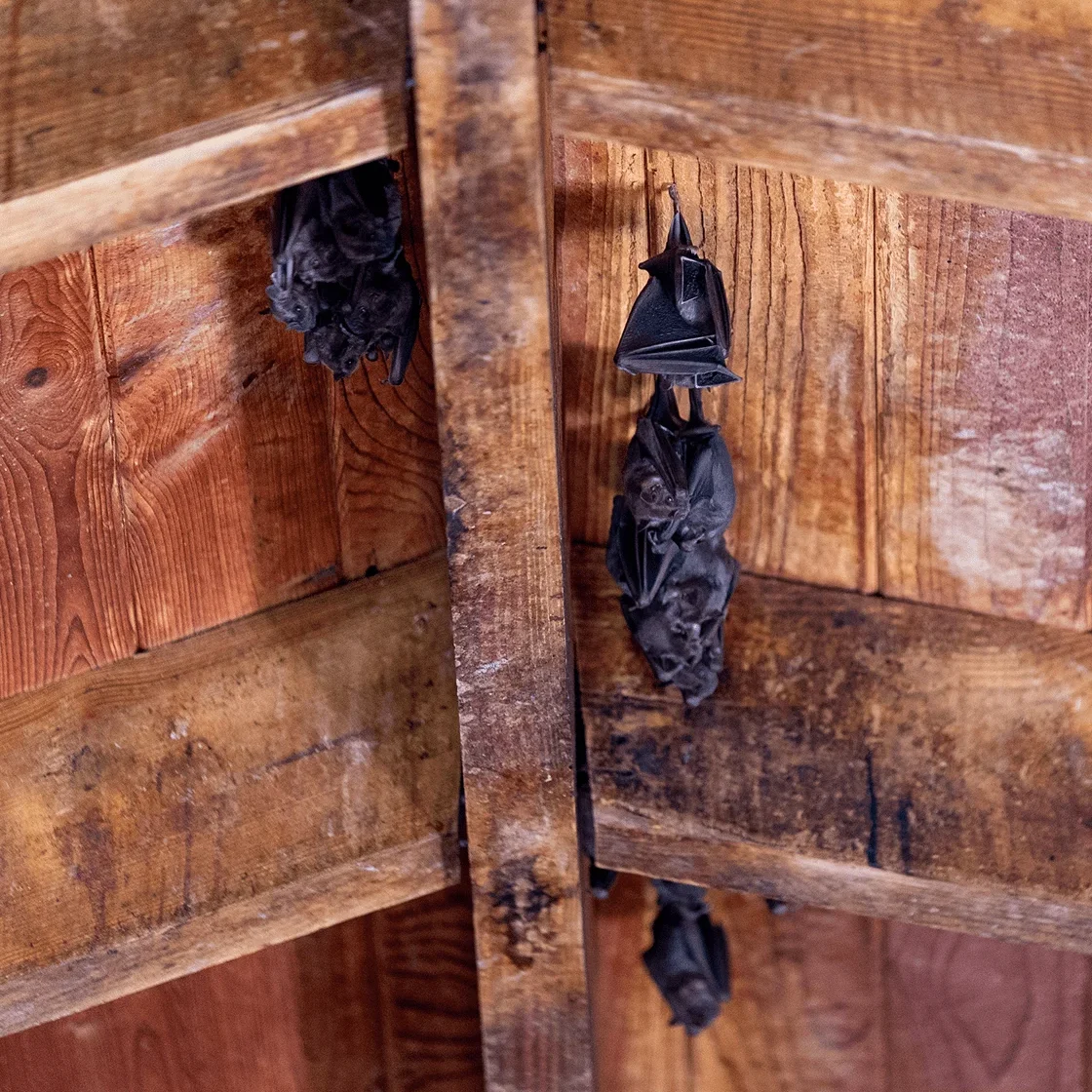 Bats hanging from wooden ceiling