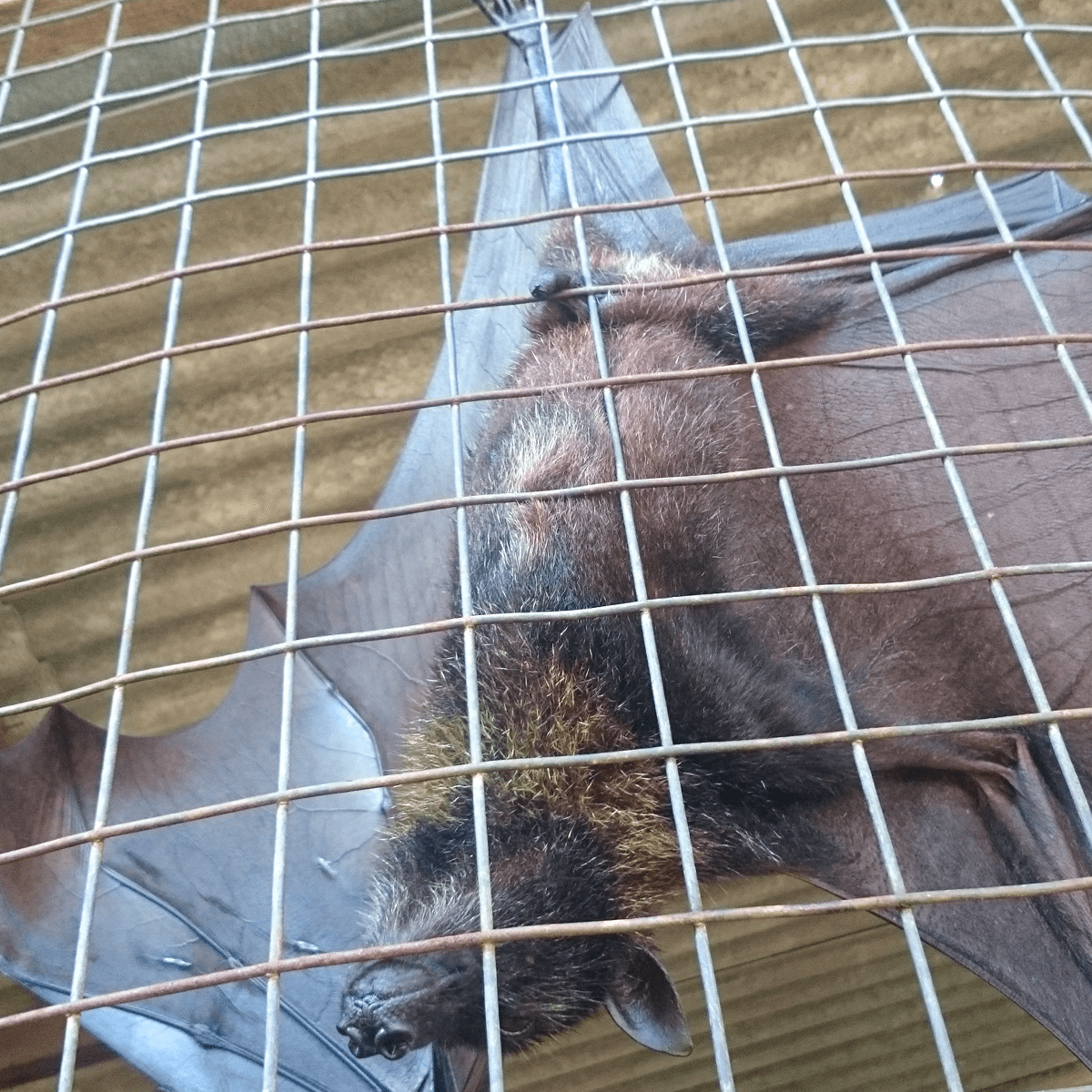 Brown bat resting on metal grid