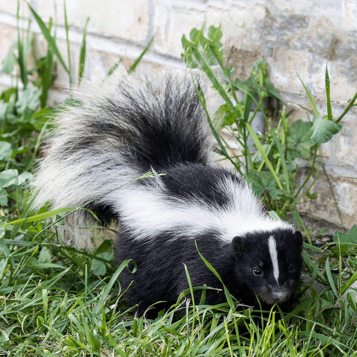 Skunk with bushy tail in greenery.