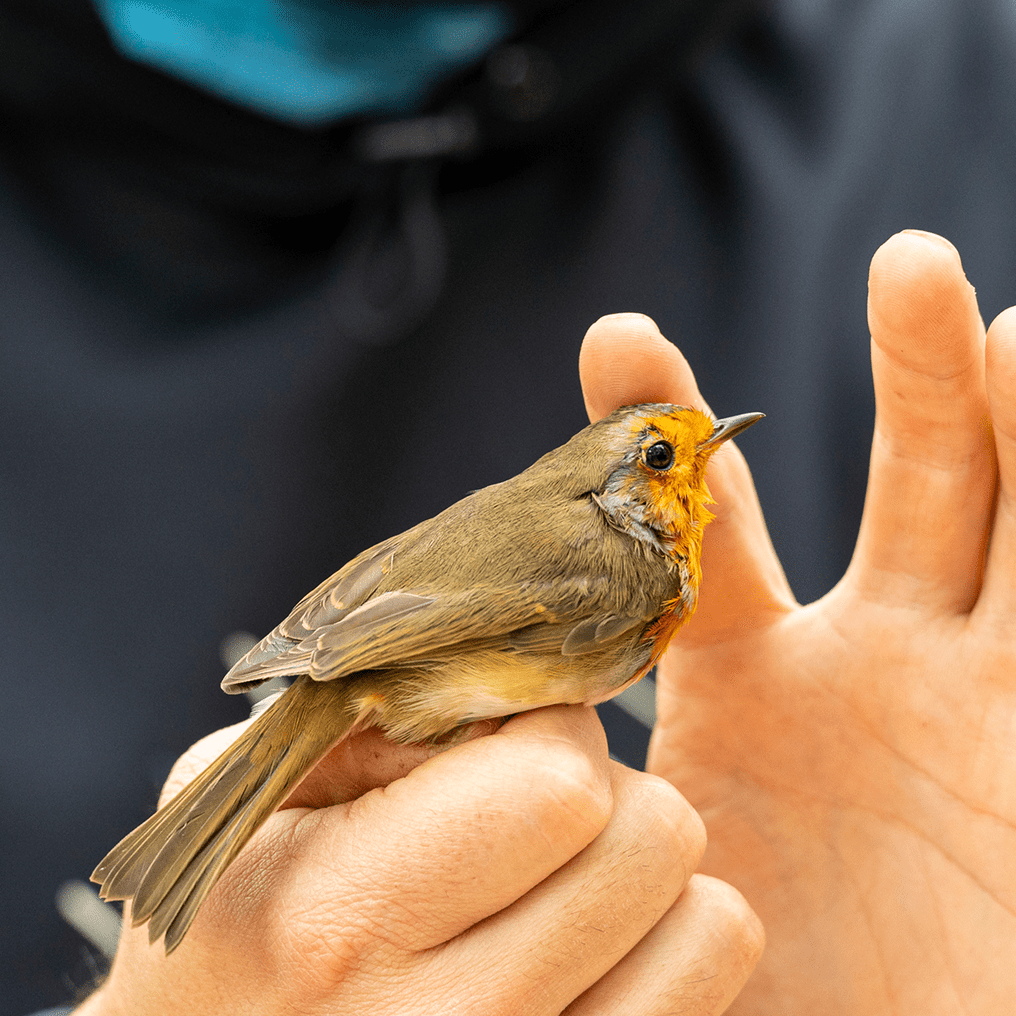 Bird perched on person's hand
