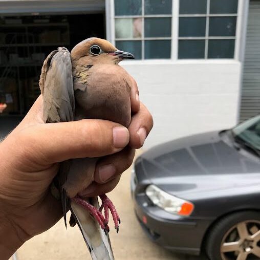 Dove