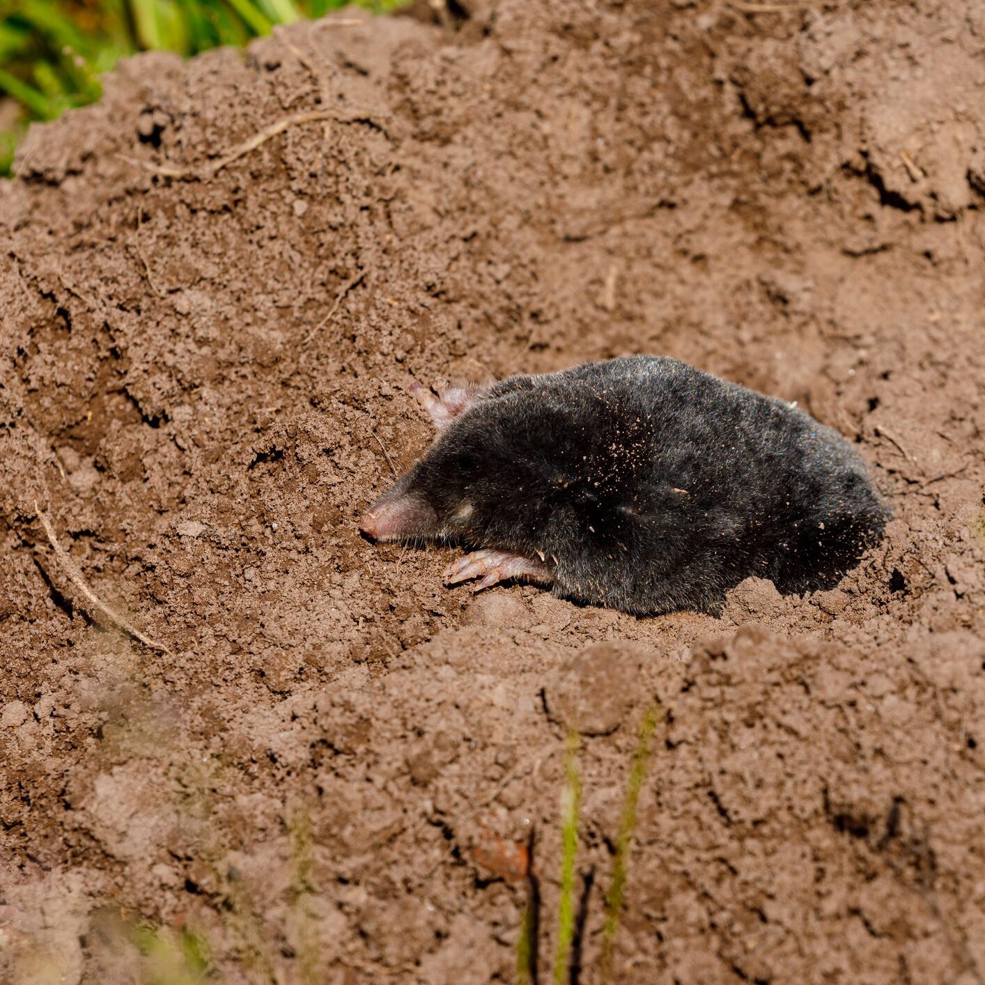 Mole on fresh soil surface