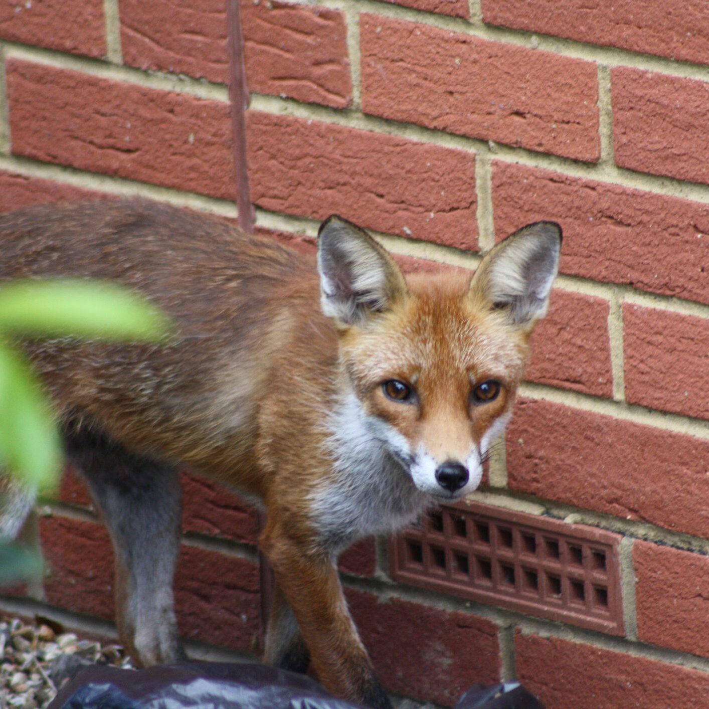Fox standing near brick wall